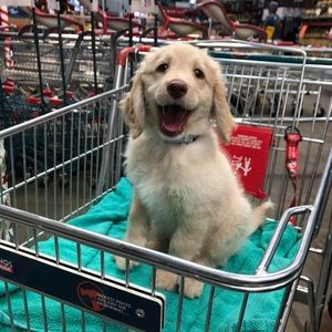 Meet your Posher, Sandy